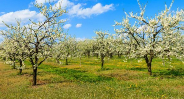 Jabloň bogatyr - výhody odrůdy